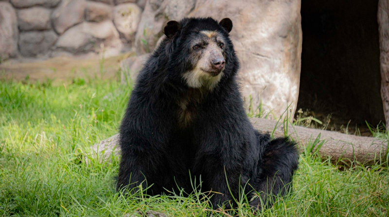 Oso andino joven recibe tratamiento tras ser rescatado y trasladado al Zoológico de Quito